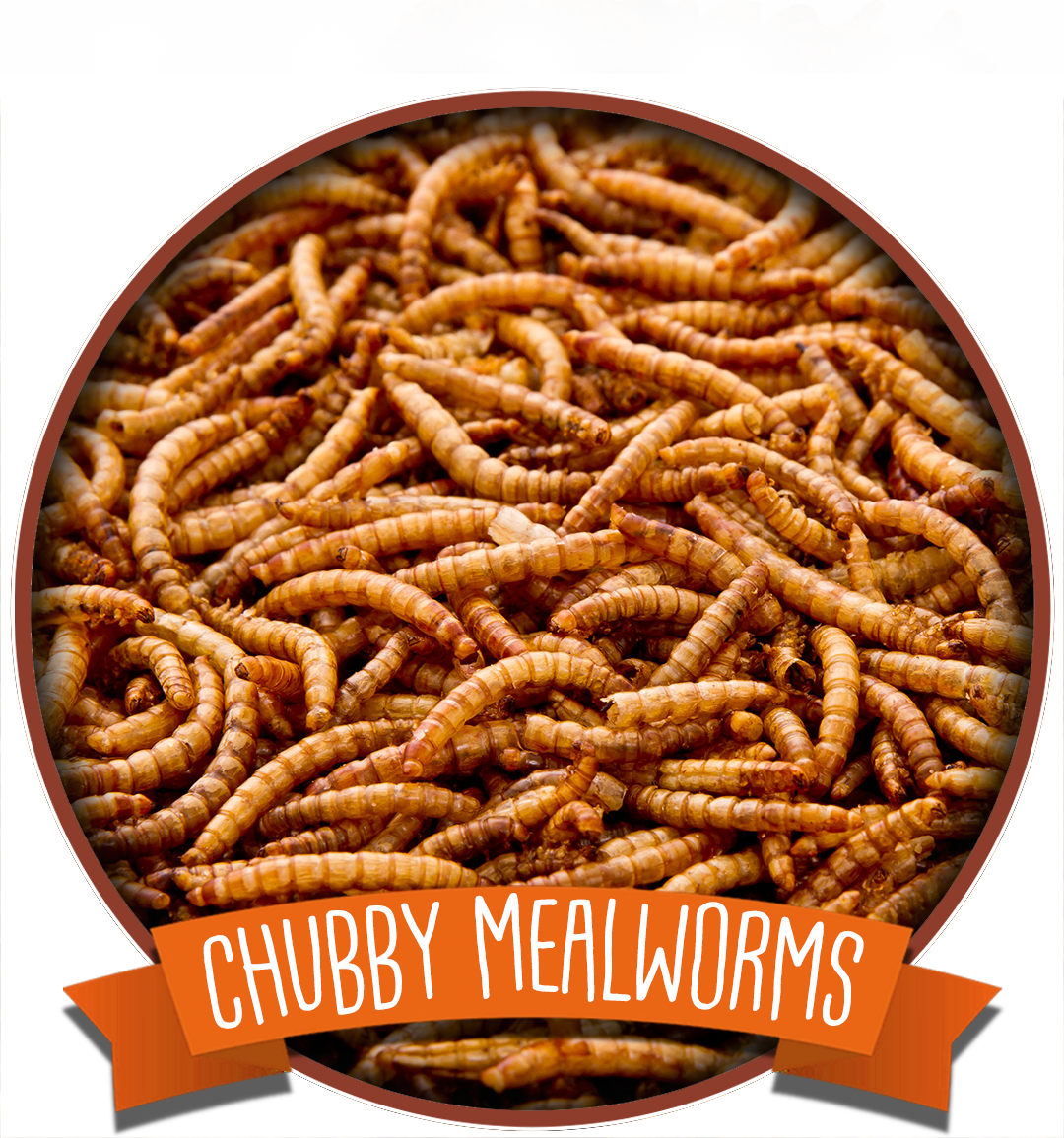 Dried Mealworms