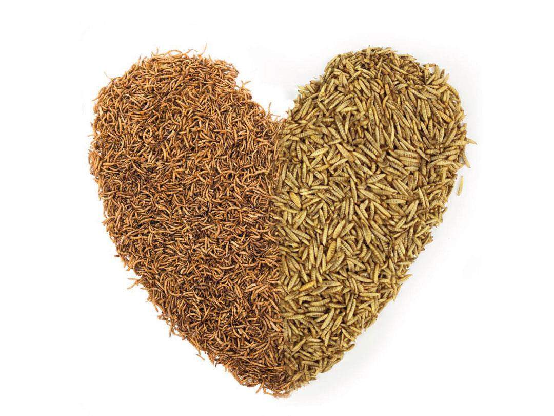 2lb Chubby Dried Mixes (Dried Mealworm & Black Soldier Fly Larvae)