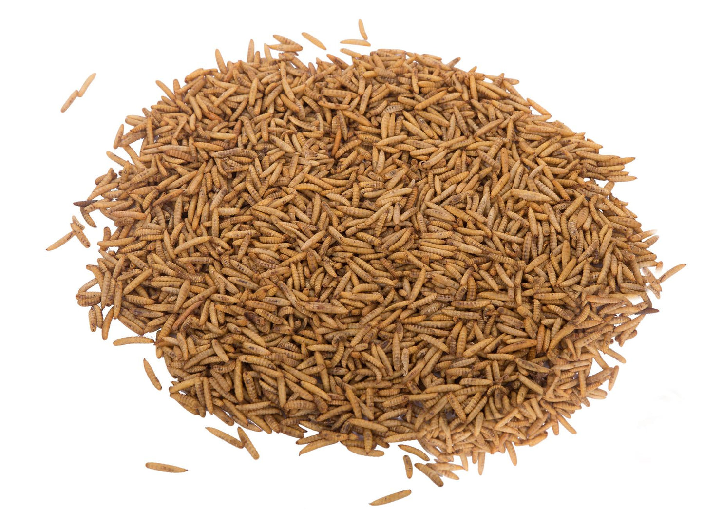 Chubby Dried Black Soldier Fly Larvae 11Lbs