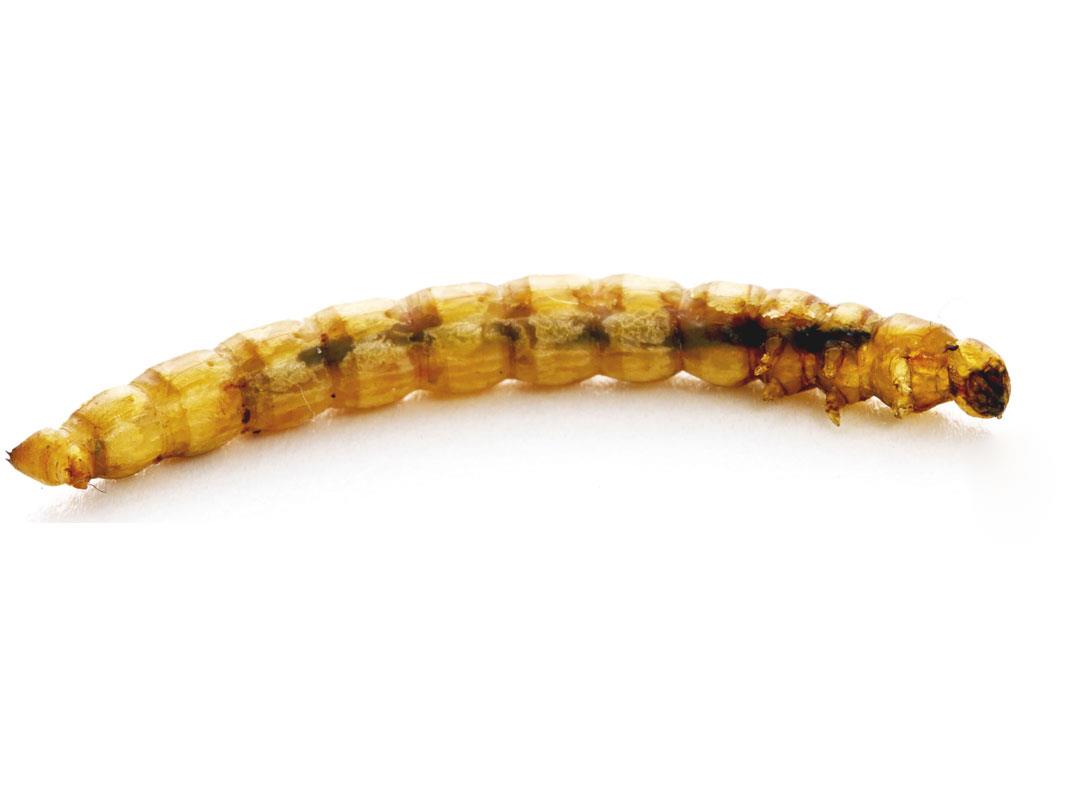 Chubby Dried Mealworms 2Lbs