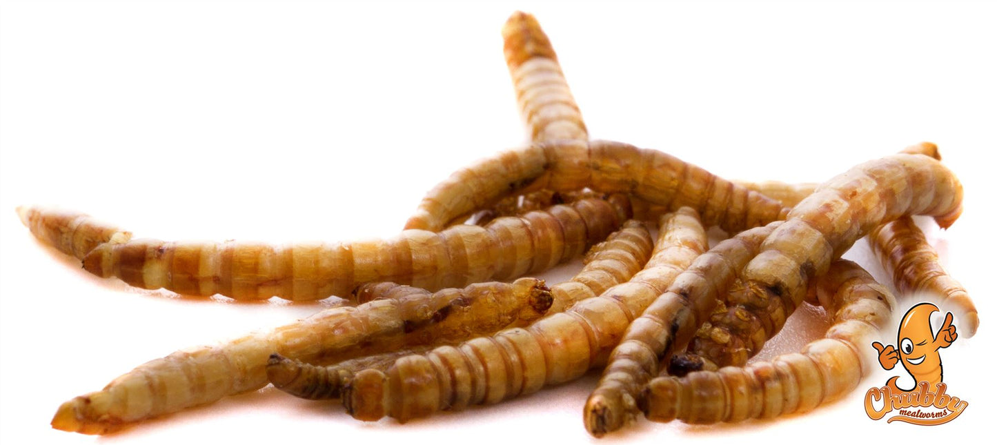 Chubby Dried Mealworms 5Lbs