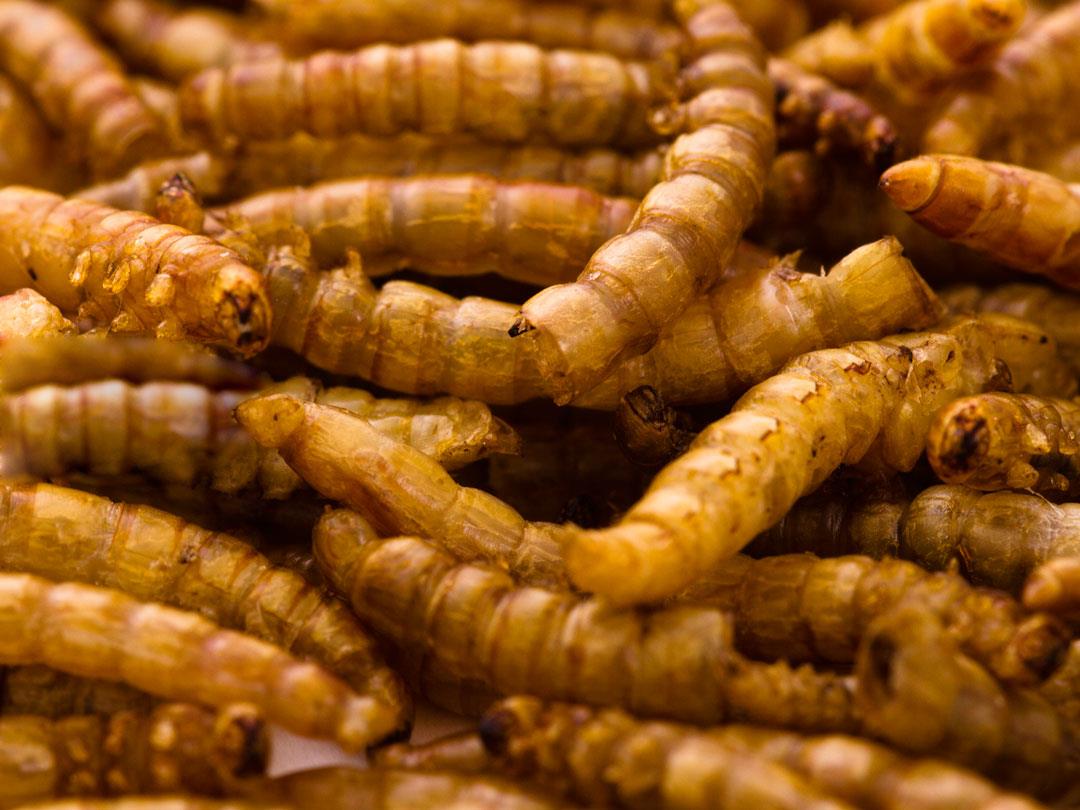 Chubby Dried Mealworms 2Lbs