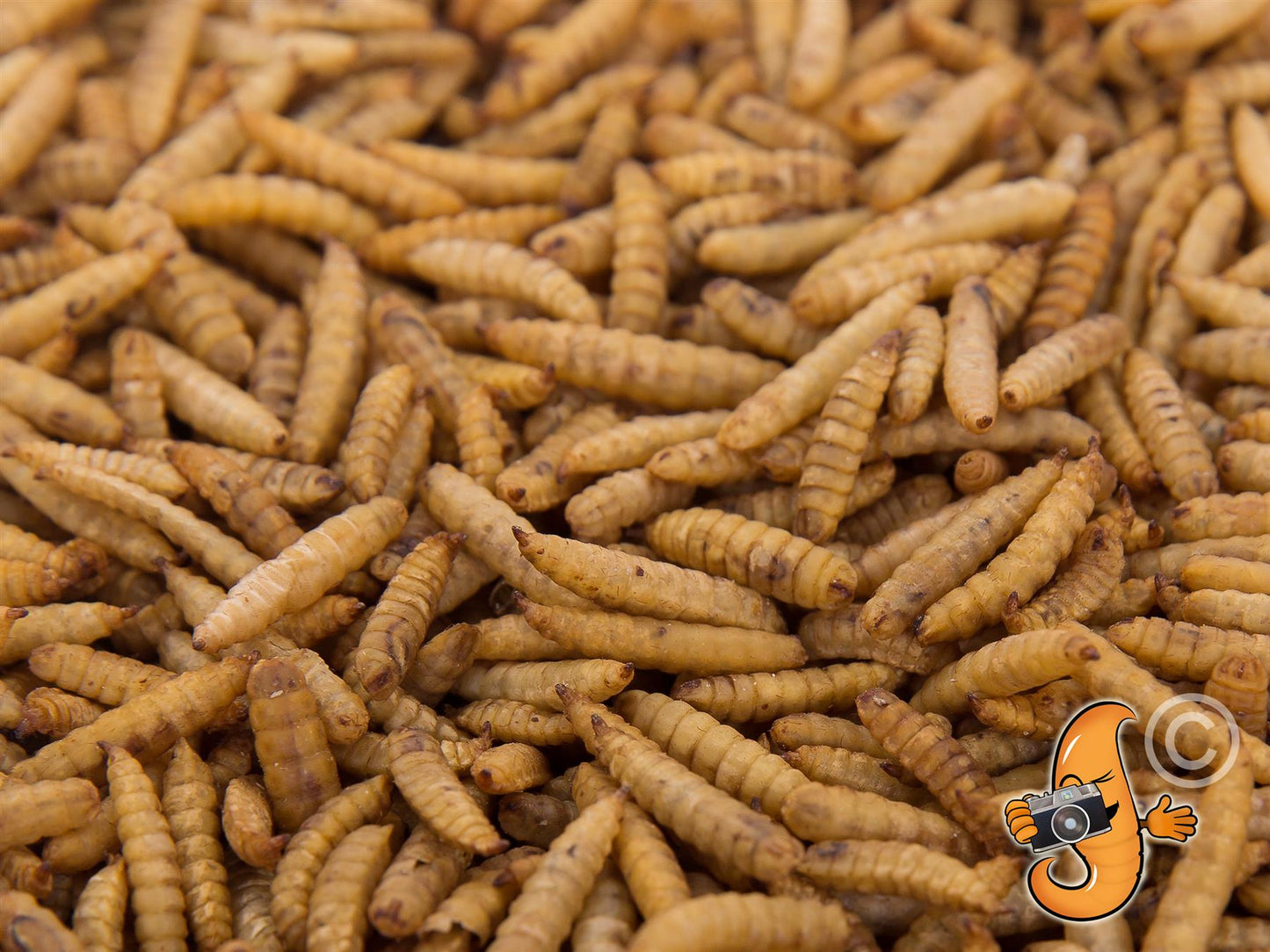 Chubby Dried Black Soldier Fly Larvae 2lb