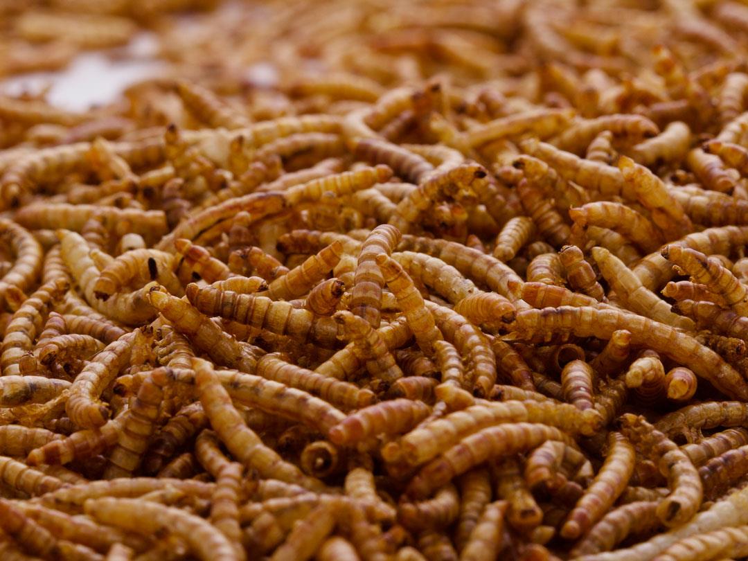 Chubby Dried Mealworms 2Lbs
