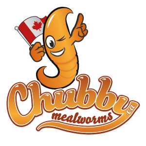 Chubby Mealworms Canada Wholesale