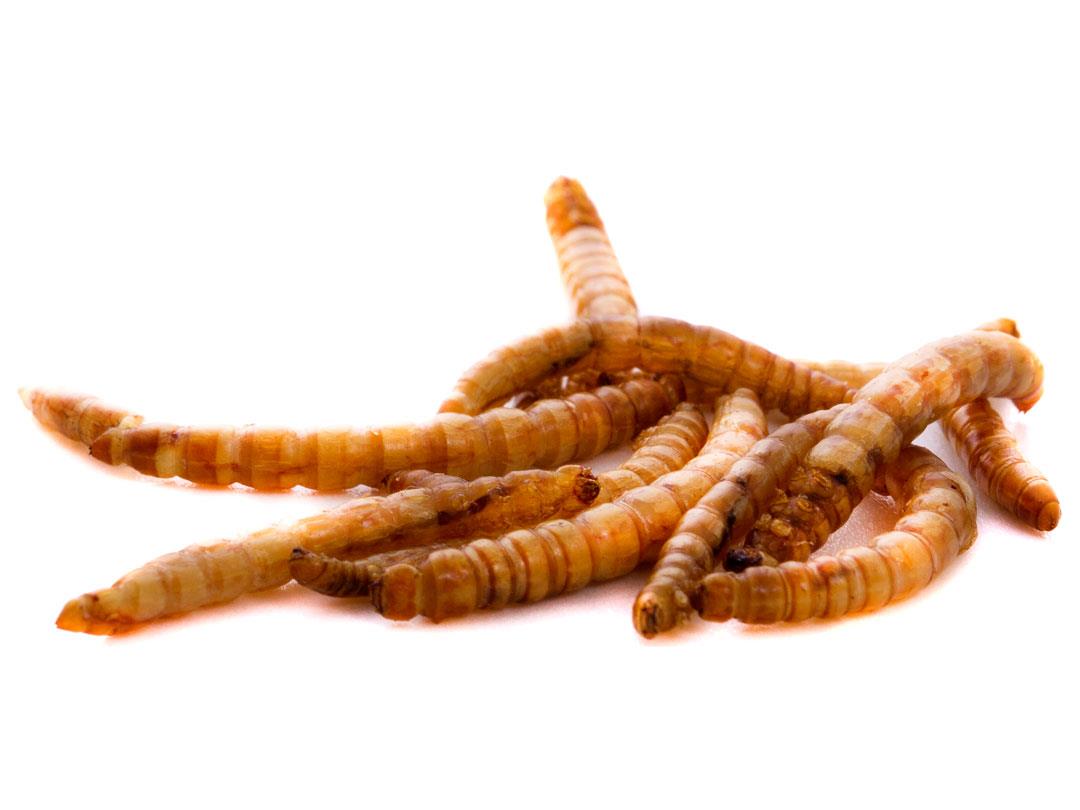 Chubby Dried Mealworms 2Lbs