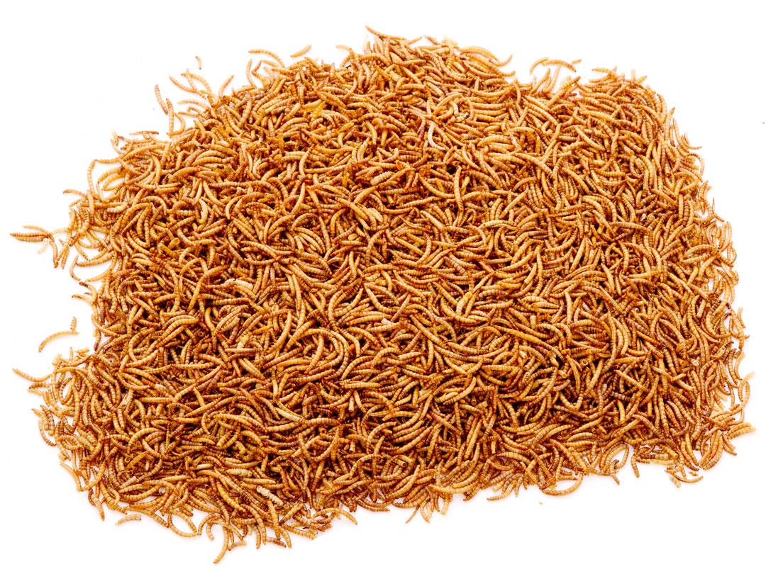 Chubby Dried Mealworms 2Lbs