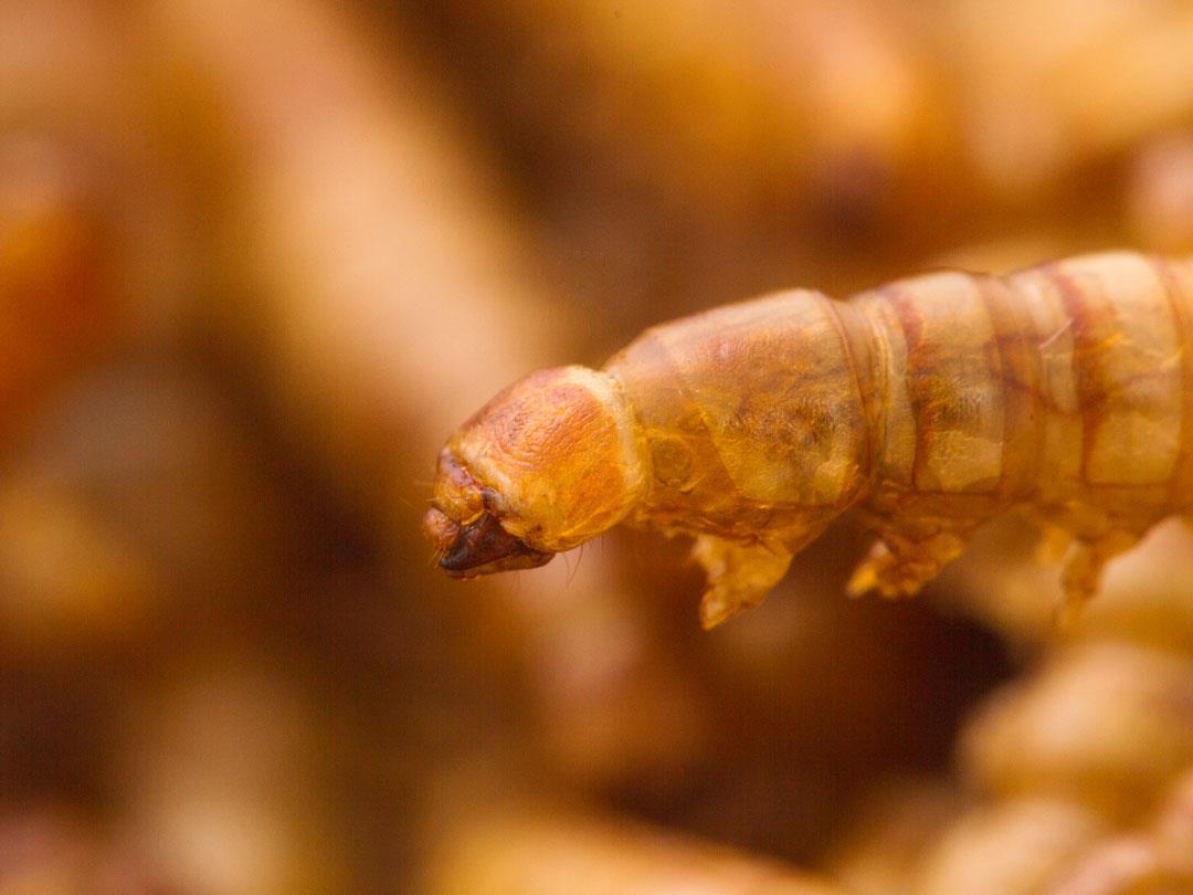 Chubby Dried Mealworms 11Lbs