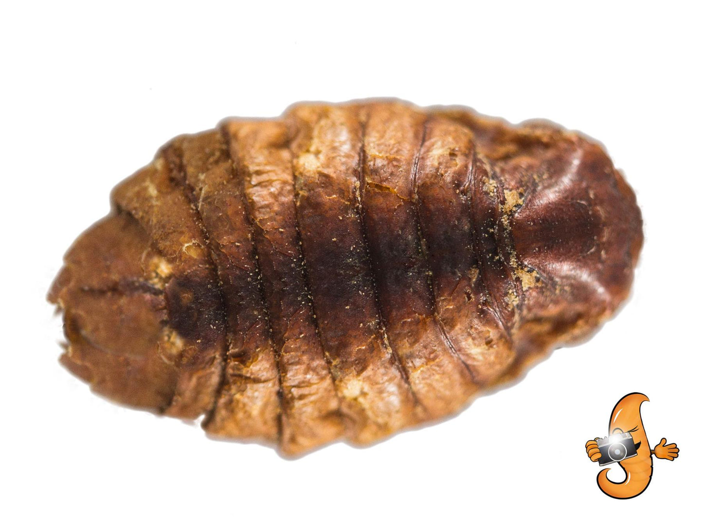 Chubby Dried Silkworm Pupae 11 Lbs