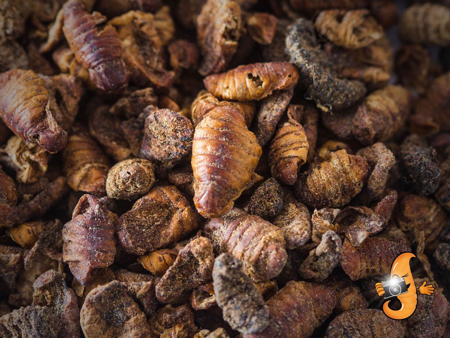 Chubby Dried Silkworm Pupae 2lb