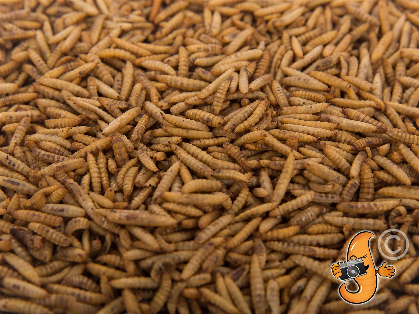 2LB Canadian Grown Chubby Dried Black Soldier Fly Larvae